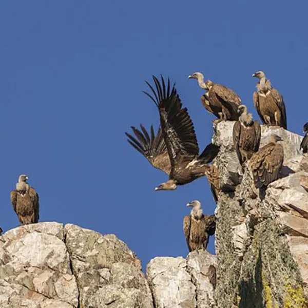peñasco en el parque de Monfragüe con buitres leonados