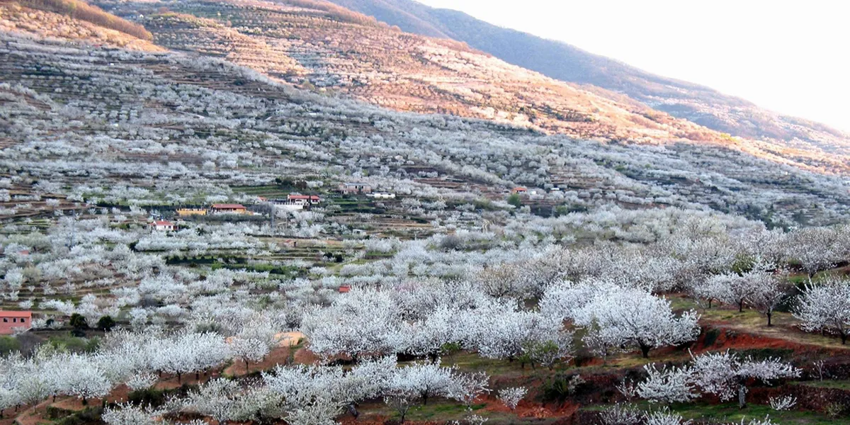 Vista del valle del Jerte con los cerezos en flor